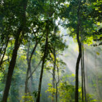 Sustainable Materials for a Greener…